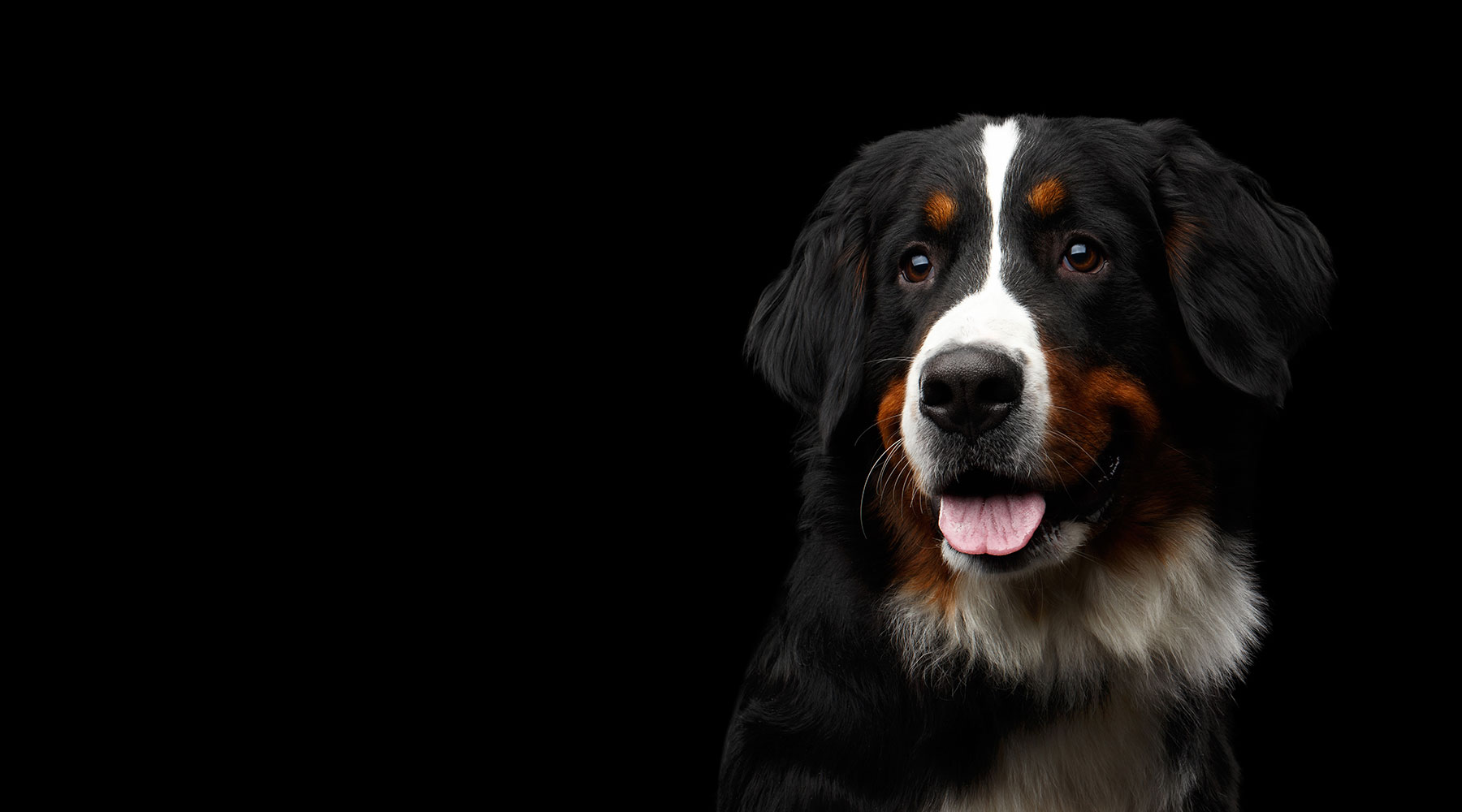 Bermese Mountain Dog banner
