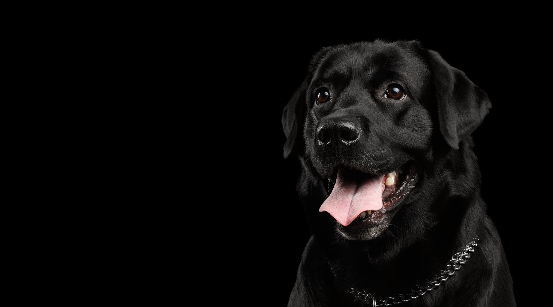 Black lab on black background