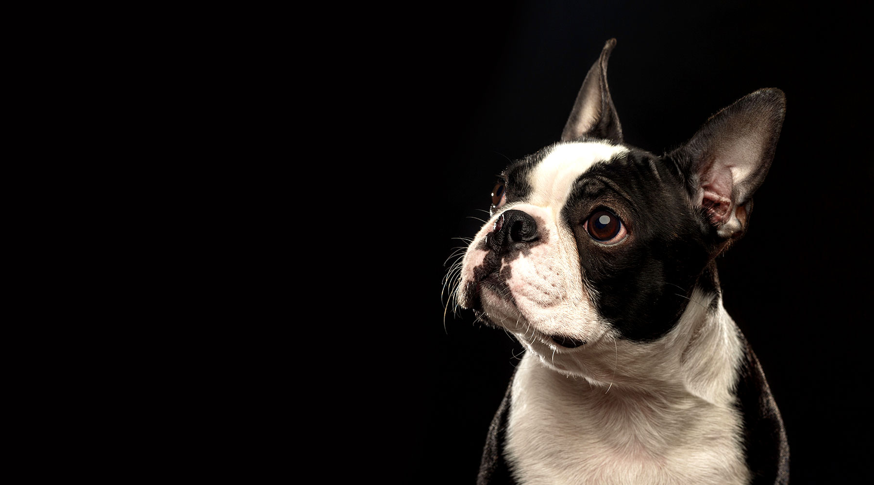 Boston Terrier on black background