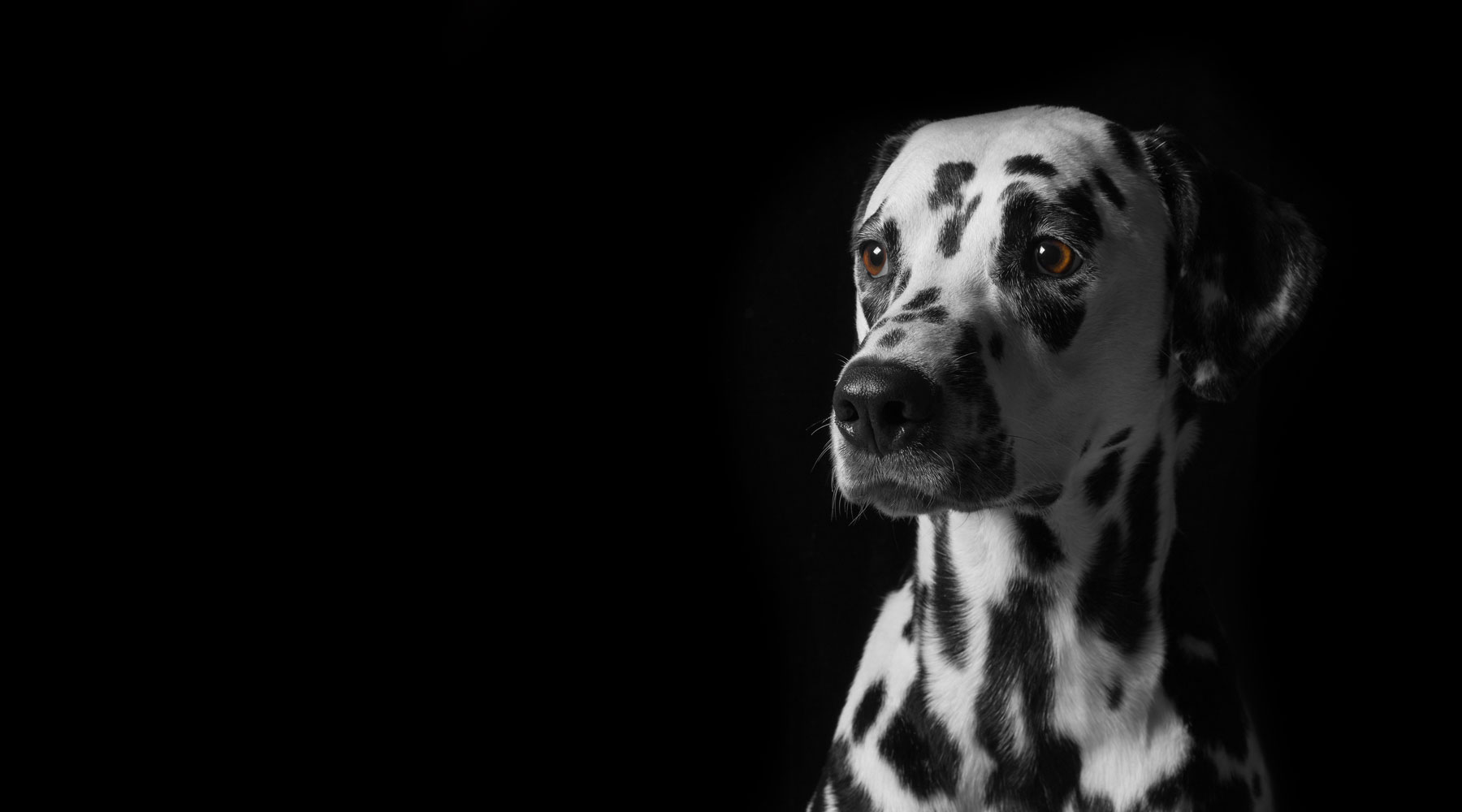 Dalmatian on black banner
