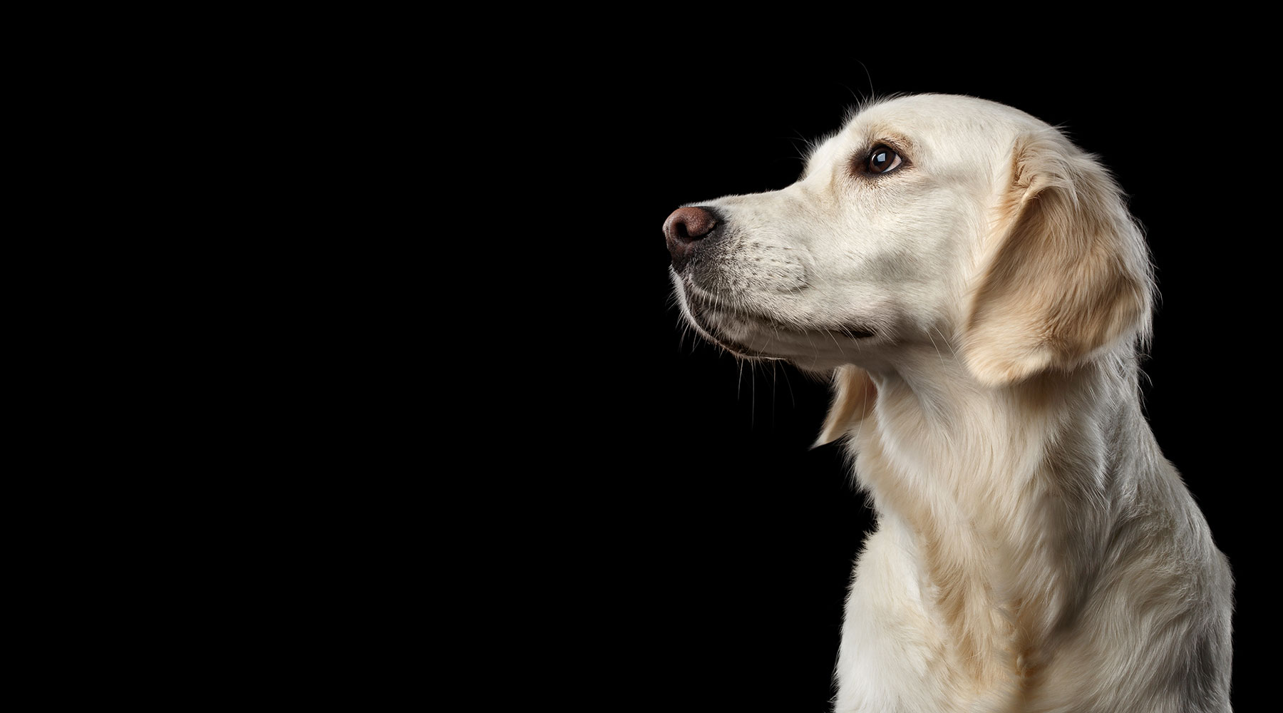 Golden Retriever Banner