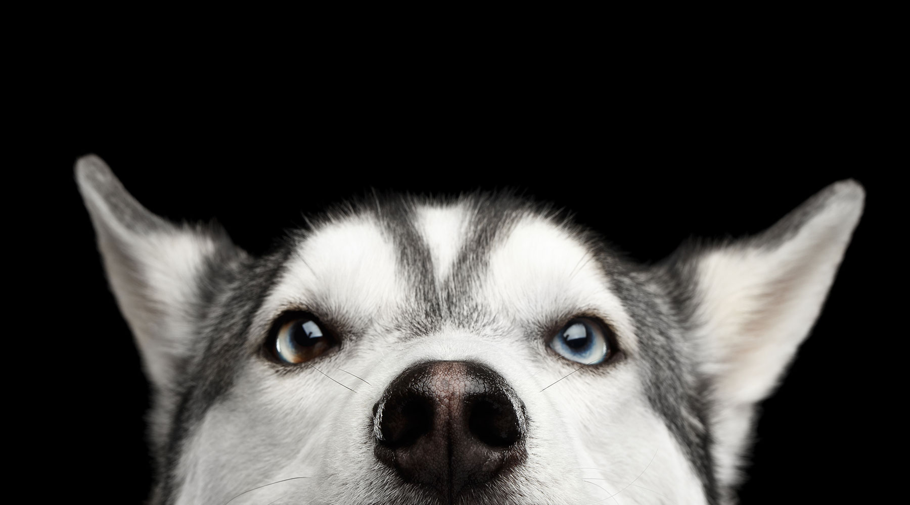 Husky on black background