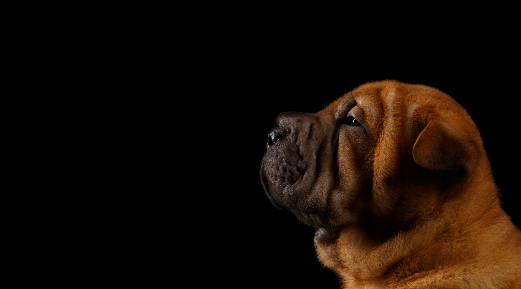Puppy header