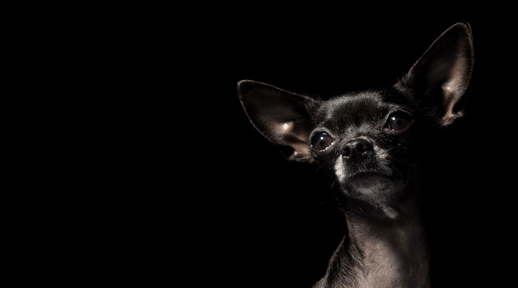 Chihuahua on black banner