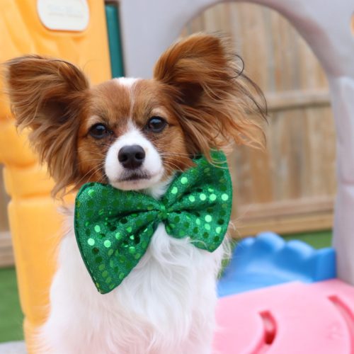 Dog with Green Bow Tie
