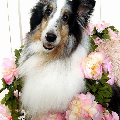 Dog with flower garland