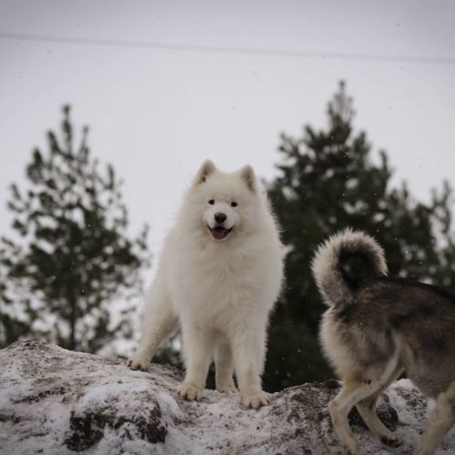 Fluffy dogs playing in winter