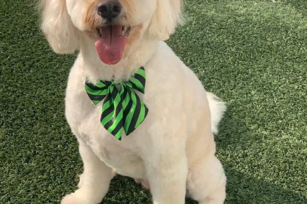 Dog after a full groom at the The Fox & Hound Canine Retreat salon