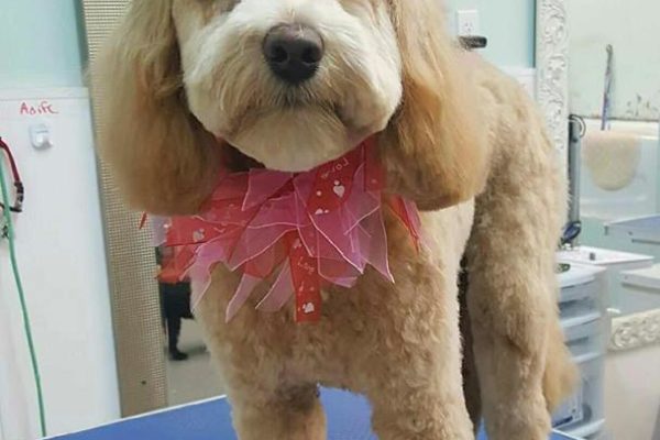 Groomed dog at the The Fox & Hound Canine Retreat salon