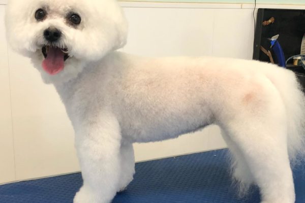 Dog after a breed-standard trim at The Fox & Hound Canine Retreat