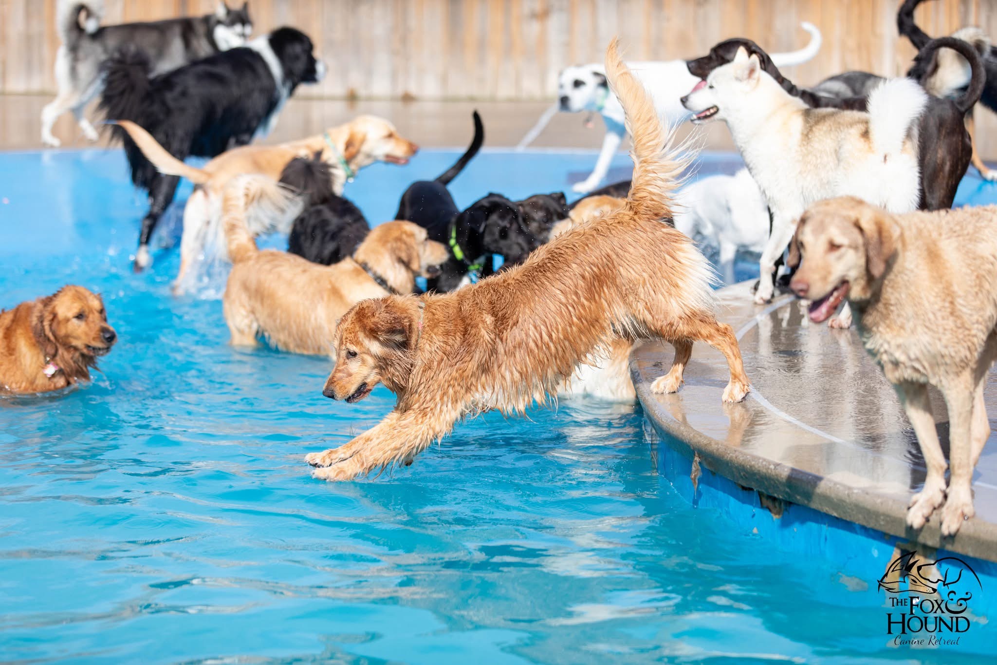 Group of dogs playing in the shallow beach entry swimming pool at The Fox and Hound