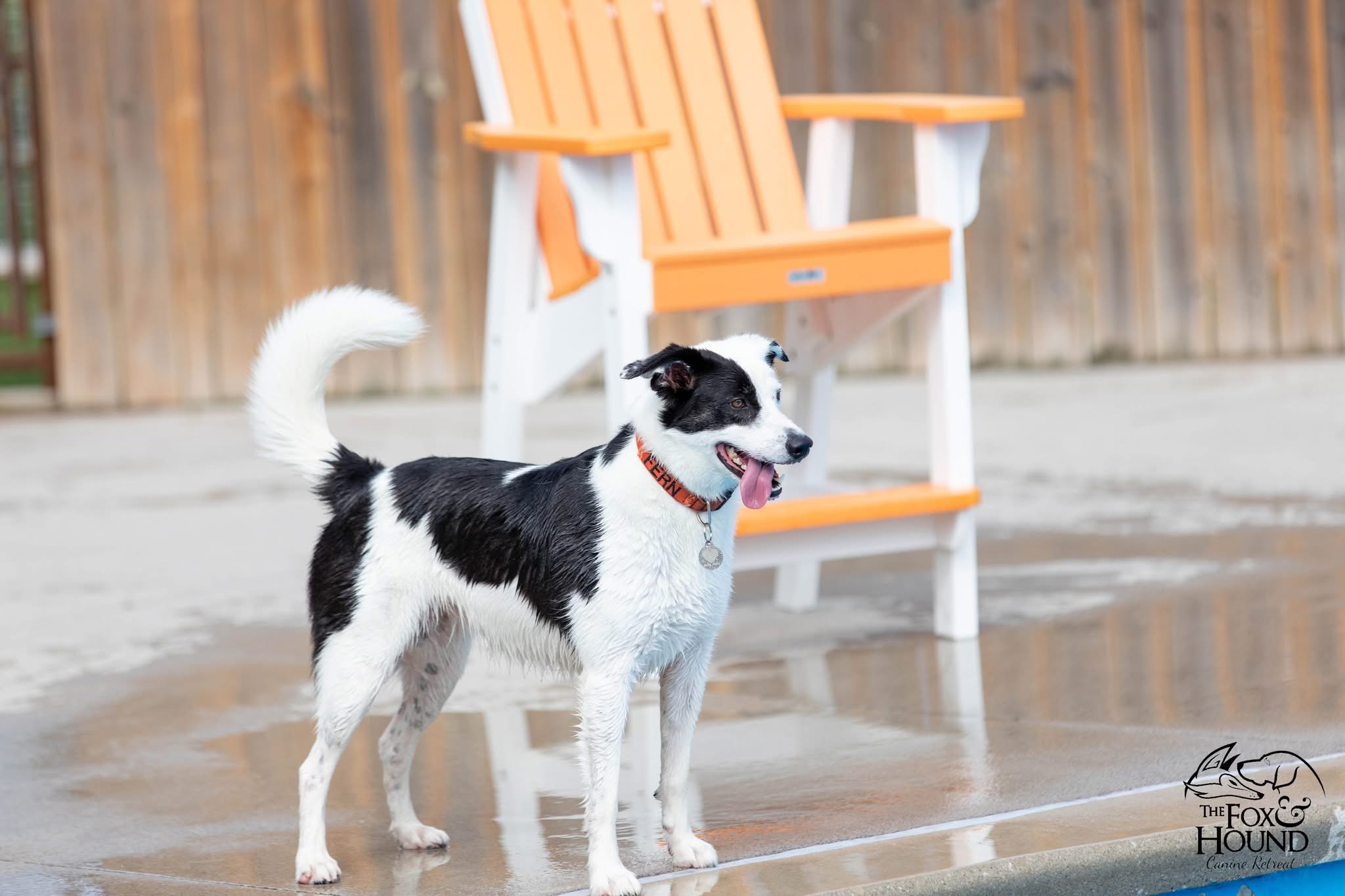 Dog standing beside the swimming pool at The Fox and Hound