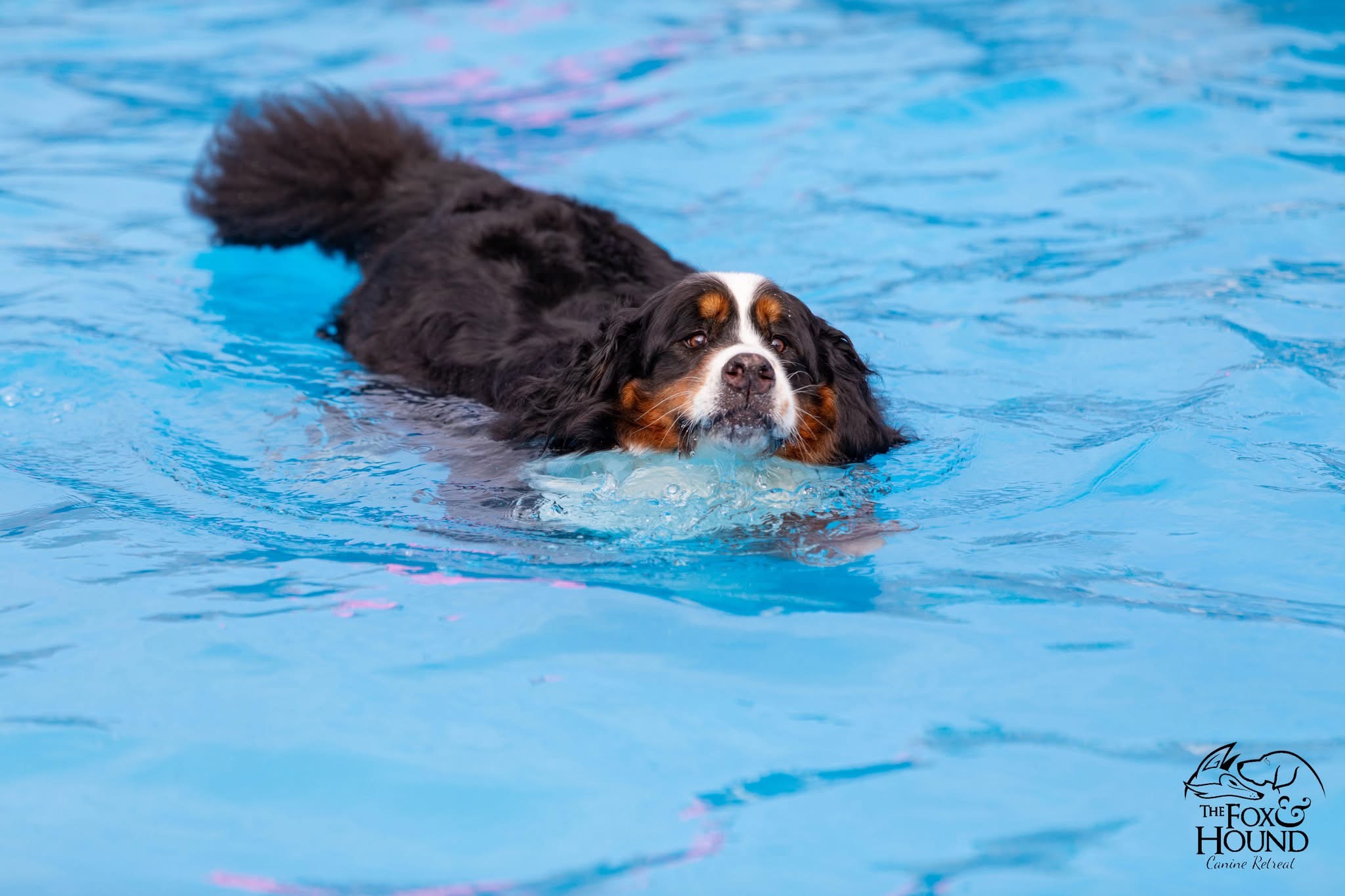 Bernese mountain dog swimming across the pool at The Fox and Hound