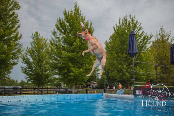 Dog leaping off the dock into the dock diving pool at The Fox and Hound in Bright’s Grove