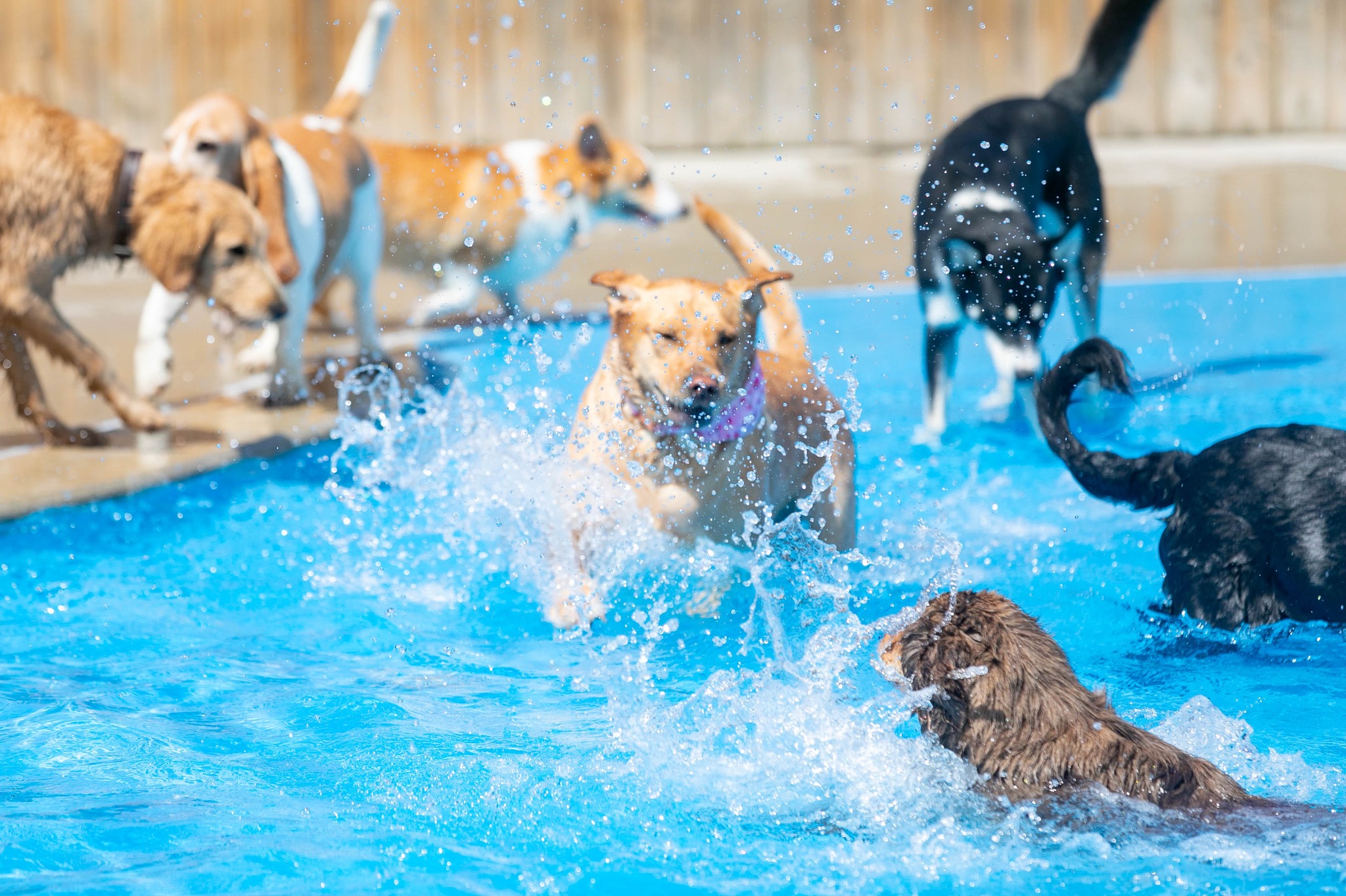 Dogs splashing at the shallow end of the swimming pool at The Fox and Hound