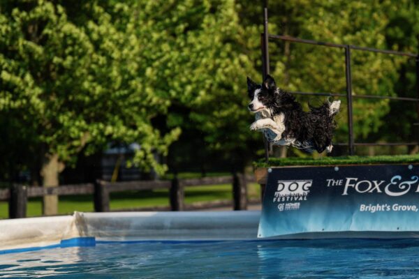 Dog mid air over the dock diving pool beside the Fox and Hound banner