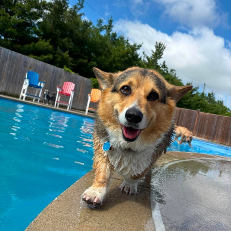 Wet corgi walking along the edge of the swimming pool at The Fox and Hound