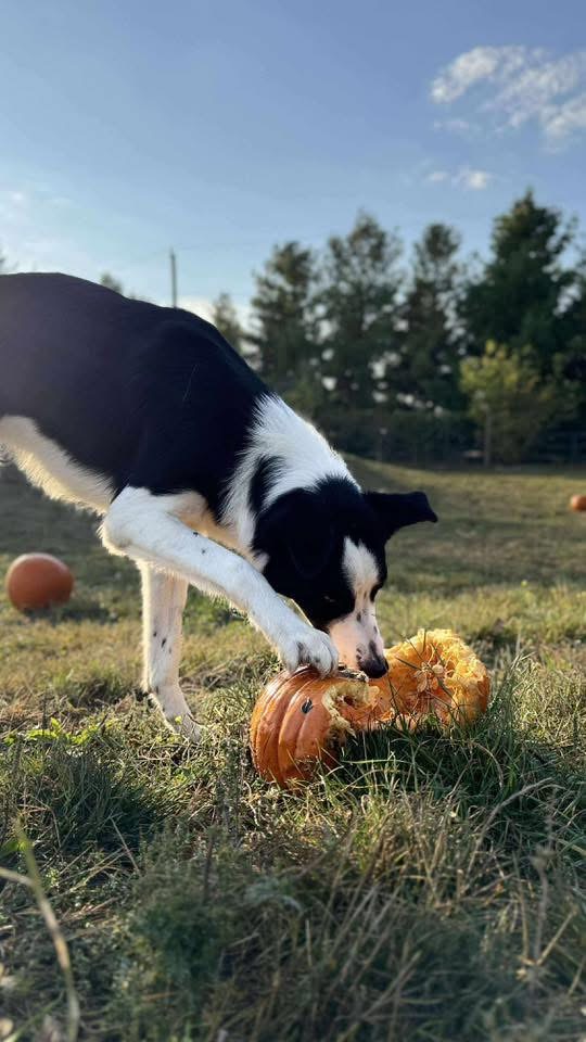 A border collie digging into a pumpkin in the field at Fox & Hound