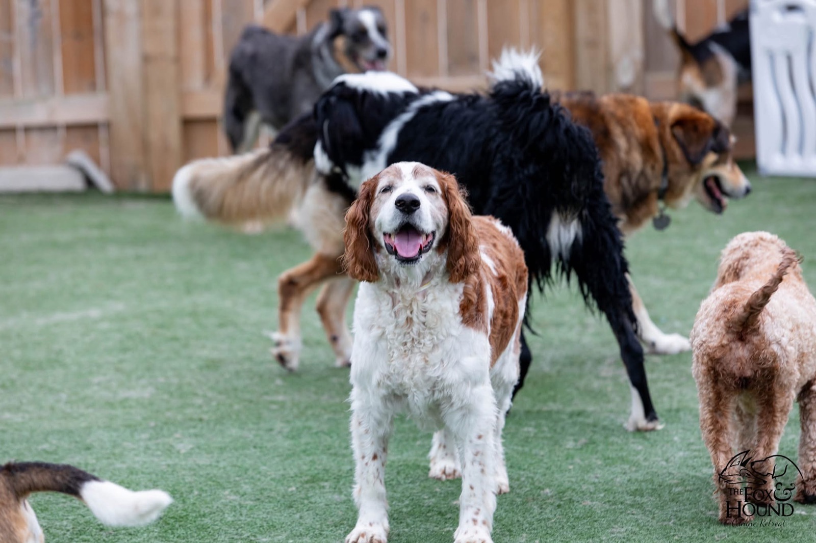 A spaniel and a group of dogs playing together at Fox & Hound