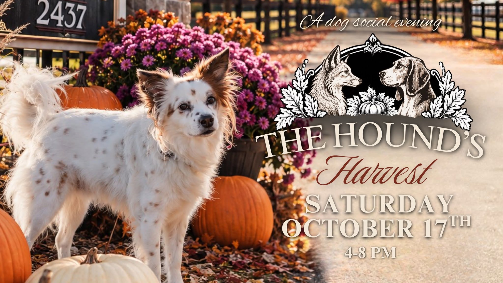 The Hound's Harvest, a dog social evening. Saturday, October 17th, 4 to 8 PM. A spotted dog stands among pumpkins and fall mums at 2437 Michigan Line.