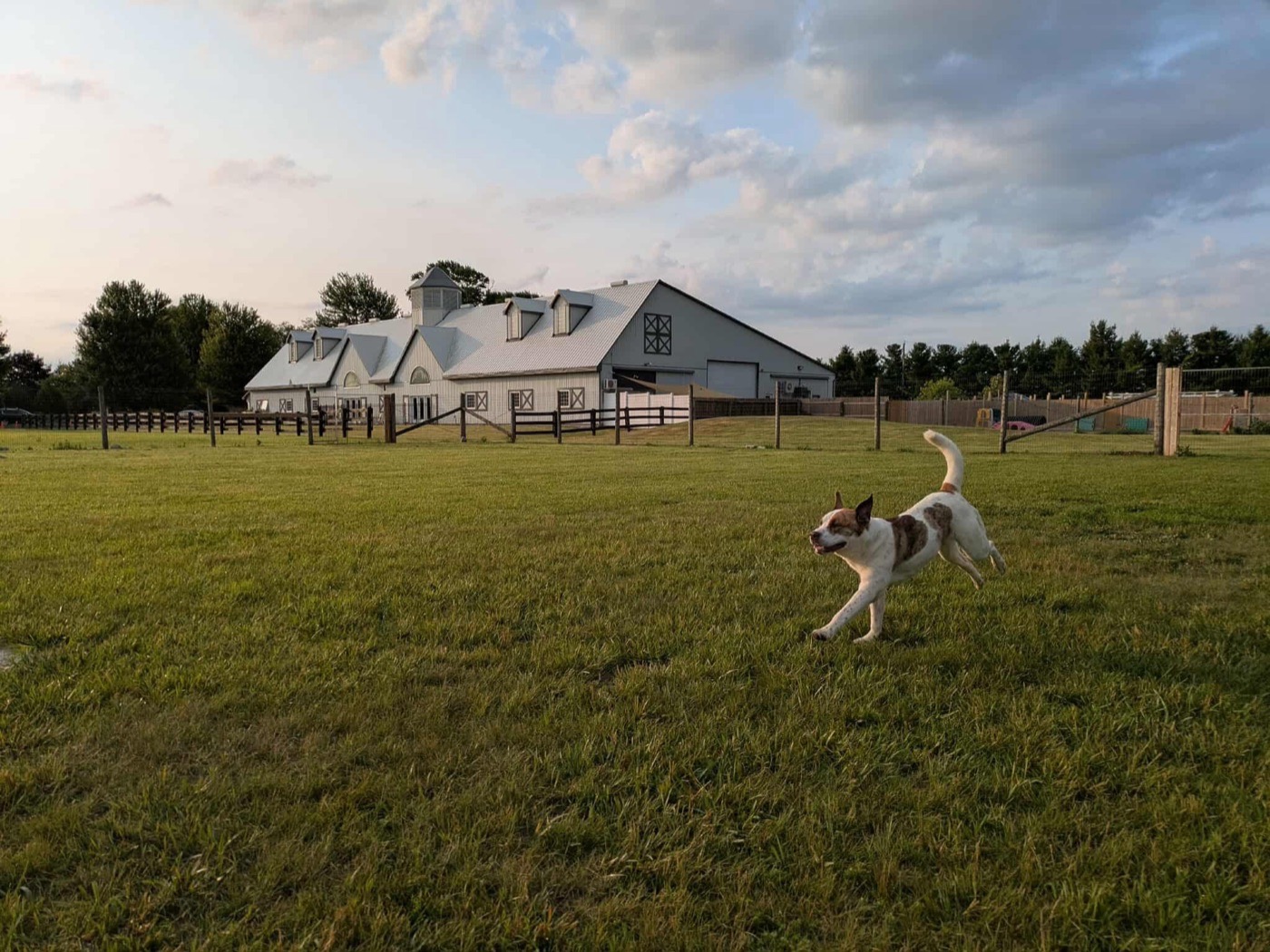 A dog running across the field in front of the F&H barn at sunset
