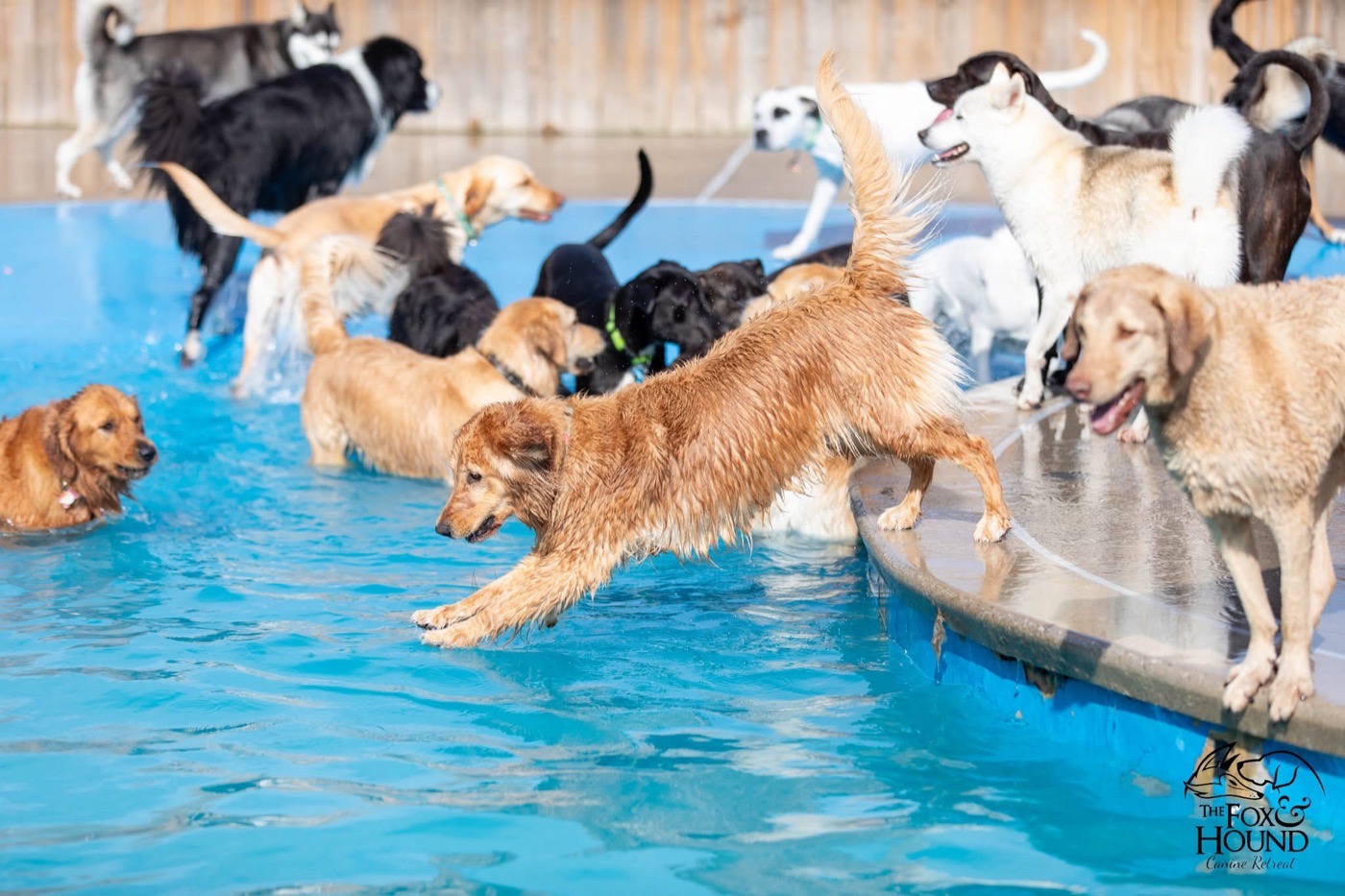 Golden retrievers and friends playing in the F&H pool
