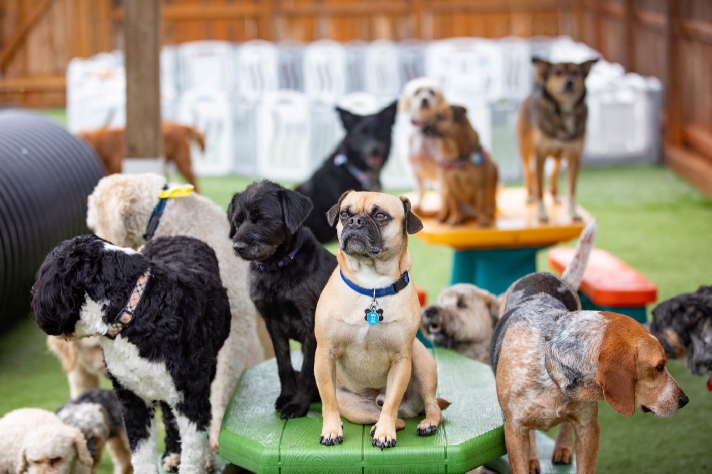 A group of daycare dogs posing on a play platform