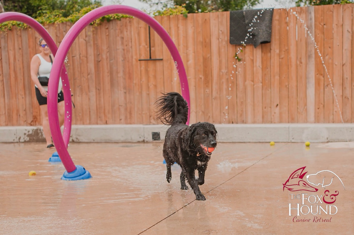 A black dog running through the splash pad with a ball