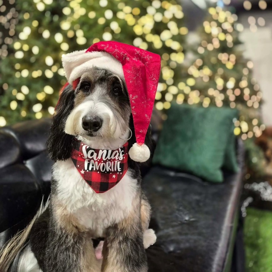 A doodle in a Santa hat and a Santa's Favorite bandana
